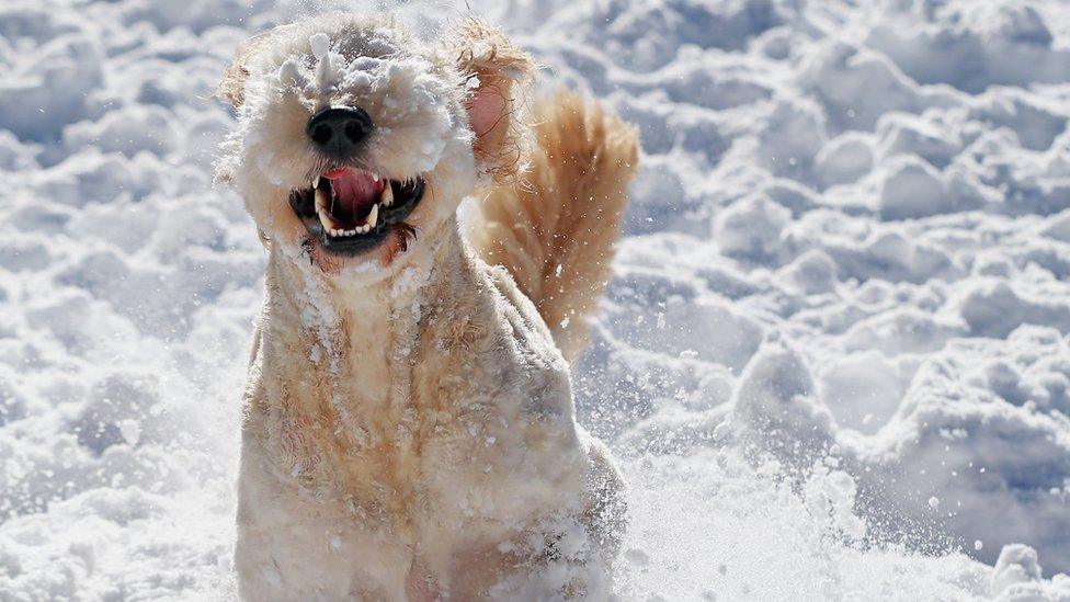 Ziggy, a golden doodle dog plays in the snow in the aftermath of Winter Storm Jonas on January 24, 2016 in Melville, New York