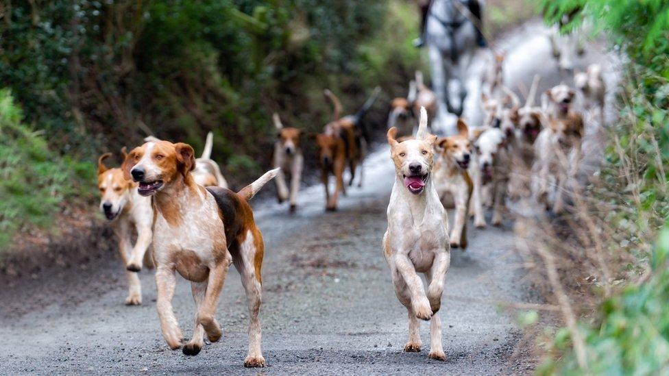 Fox hunting hounds