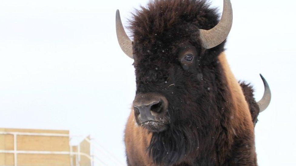 A wild bisonabout to be transported to the remote wilderness of Banff National Park in Alberta (06 February 2017)