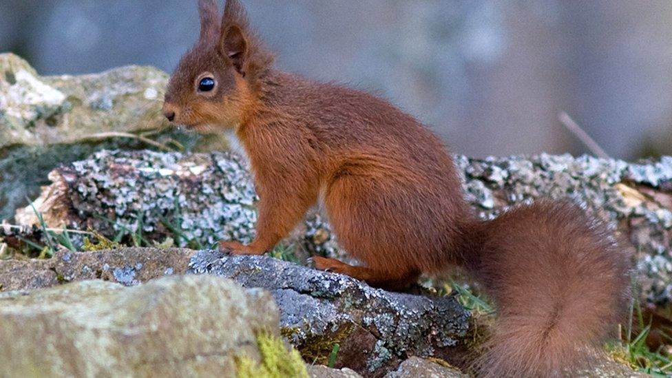 Red squirrel