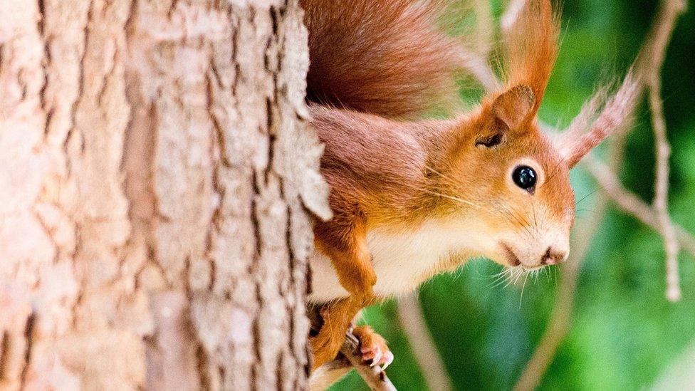 Red squirrel