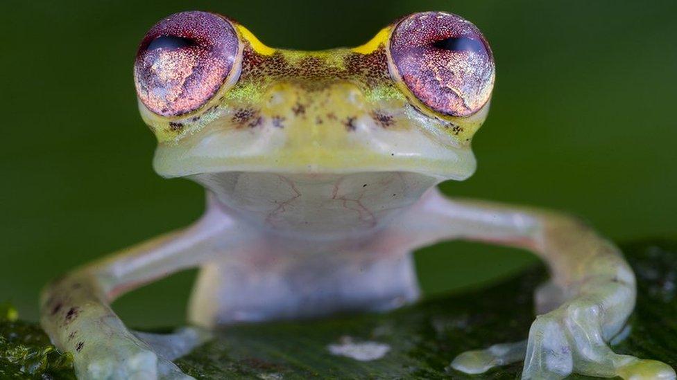 A frog with big eyes