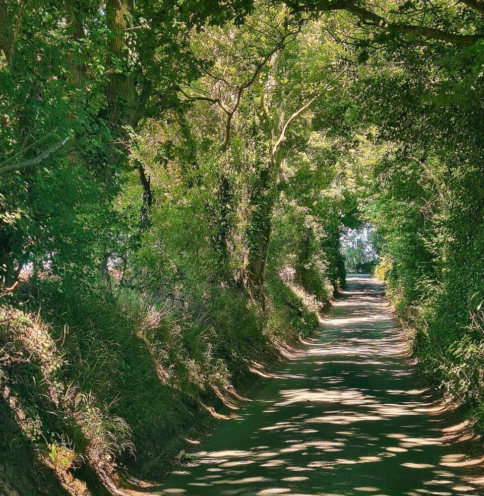 A treelined path in the village of East Bergholt in Suffolk