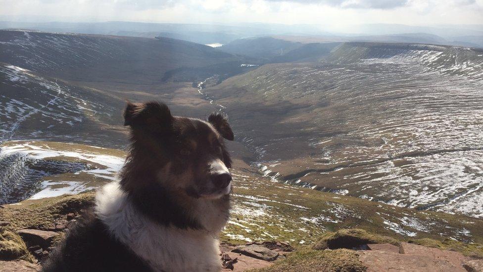 Meg the dog on Pen Y Fan