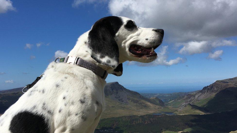 Lottie, the dog, admiring the views on a walk up Snowdon