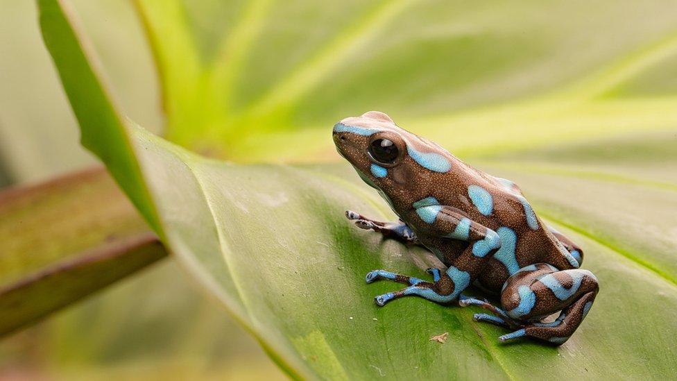 Blue-spotted-frog.