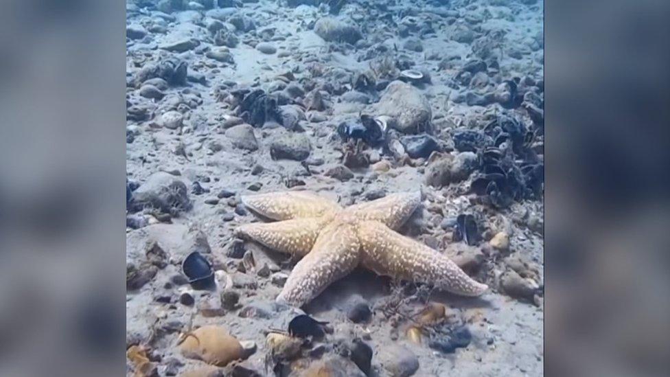 A starfish on the sea bed