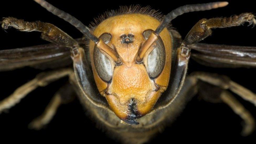 Asian giant hornet