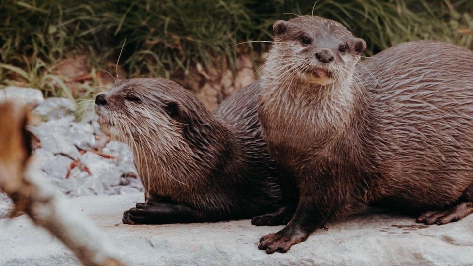 Otters Sam and Tilly