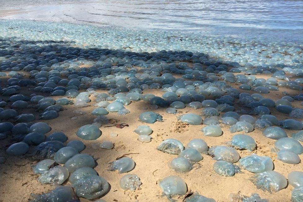 Jellyfish cover the beach at Deception Bay in Queensland