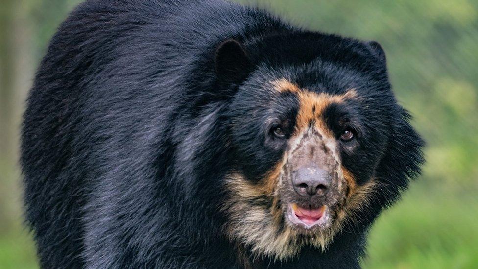 Paddington: Research project helps real-life Andean bears - BBC News