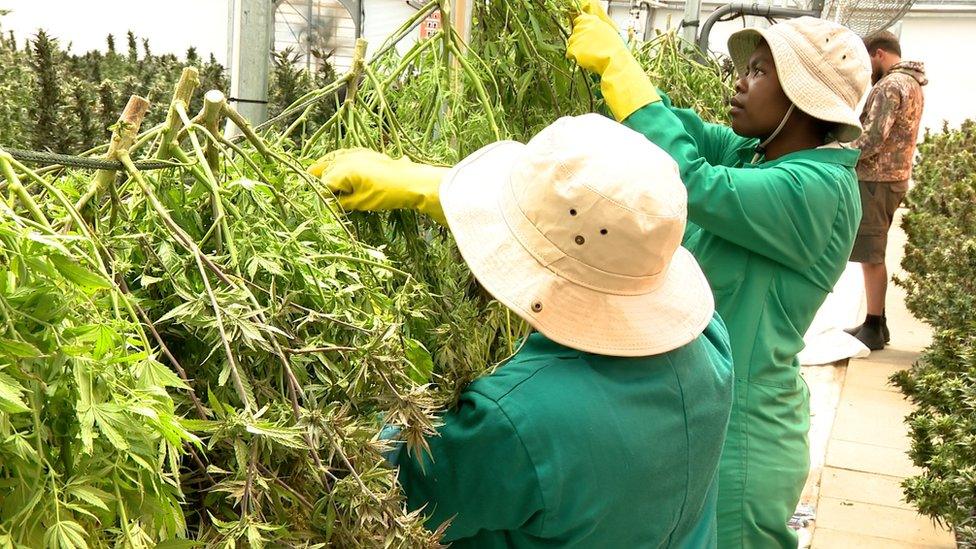 Farmers in the greenhouse