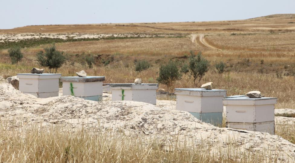 TuniBee beehives