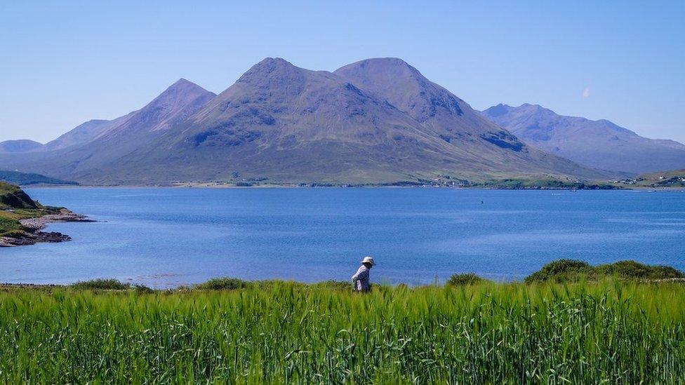 Barley trial on Raasay