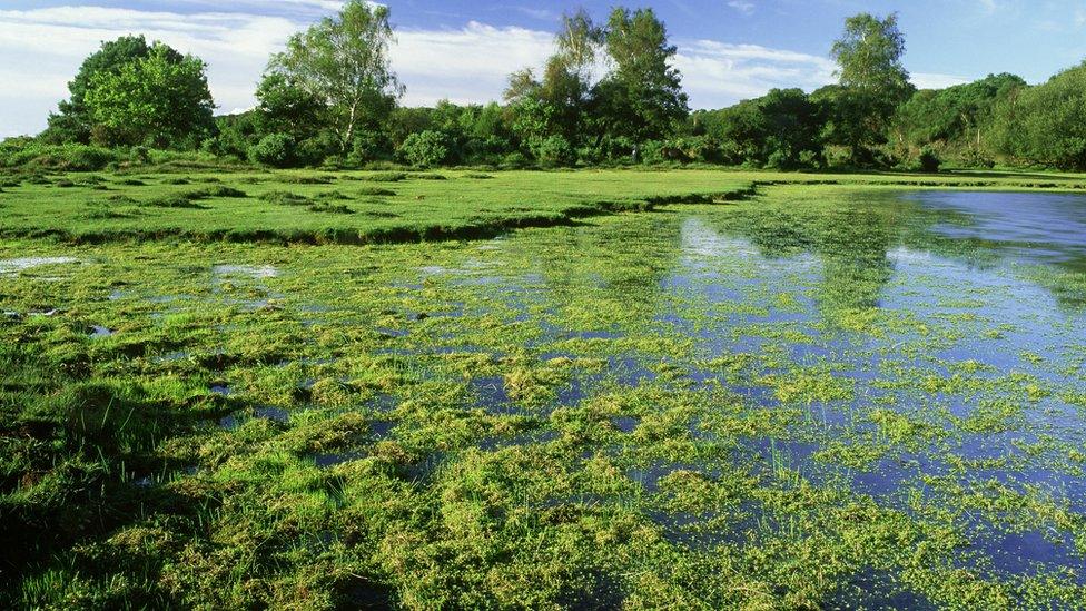 New Zealand pygmyweed on a New Forst pond