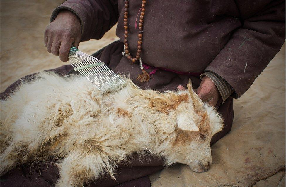 A shepherd runs a comb through the hair of a Changra goat