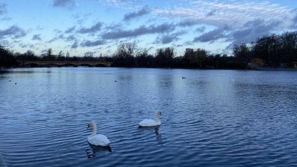 Swans on the lido