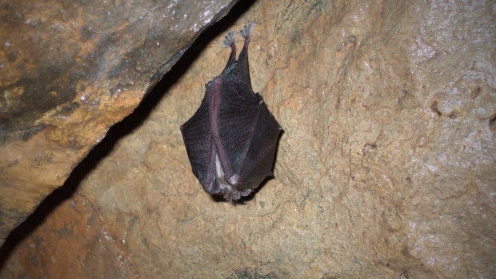 Lesser horseshoe bat (Rhinolophus hipposideros)