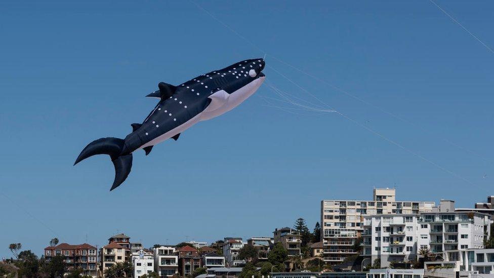 shark-kite