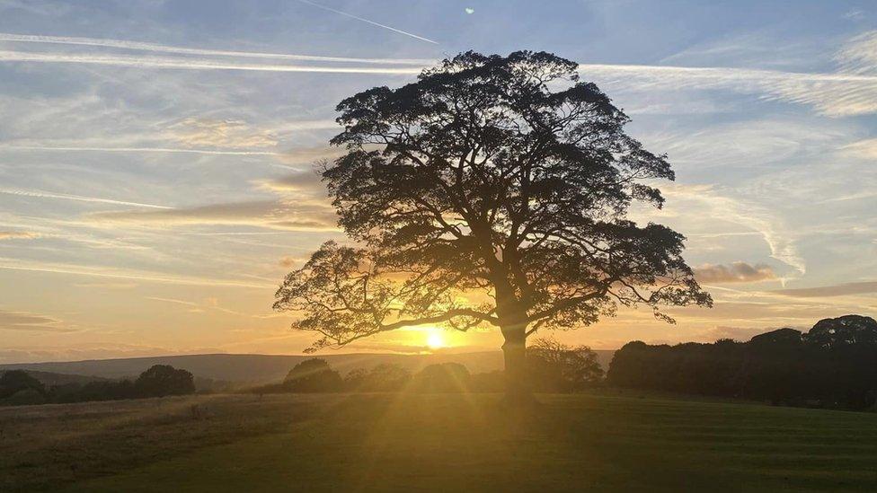 A tree with the sunset in the background