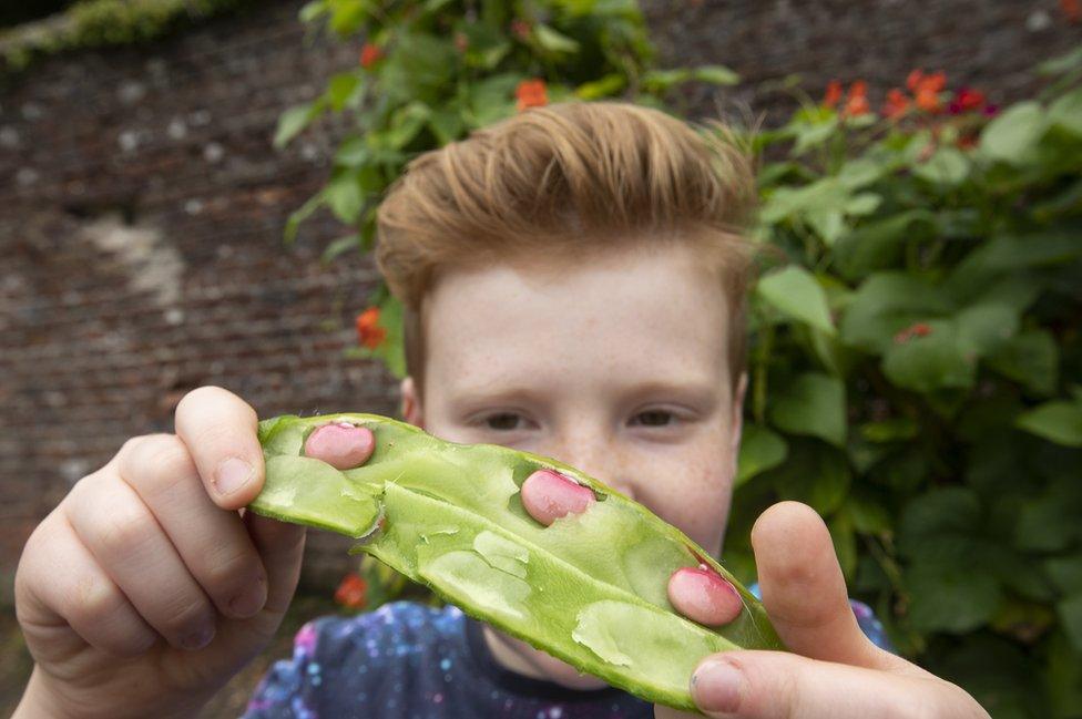 A young volunteer with harvested beans