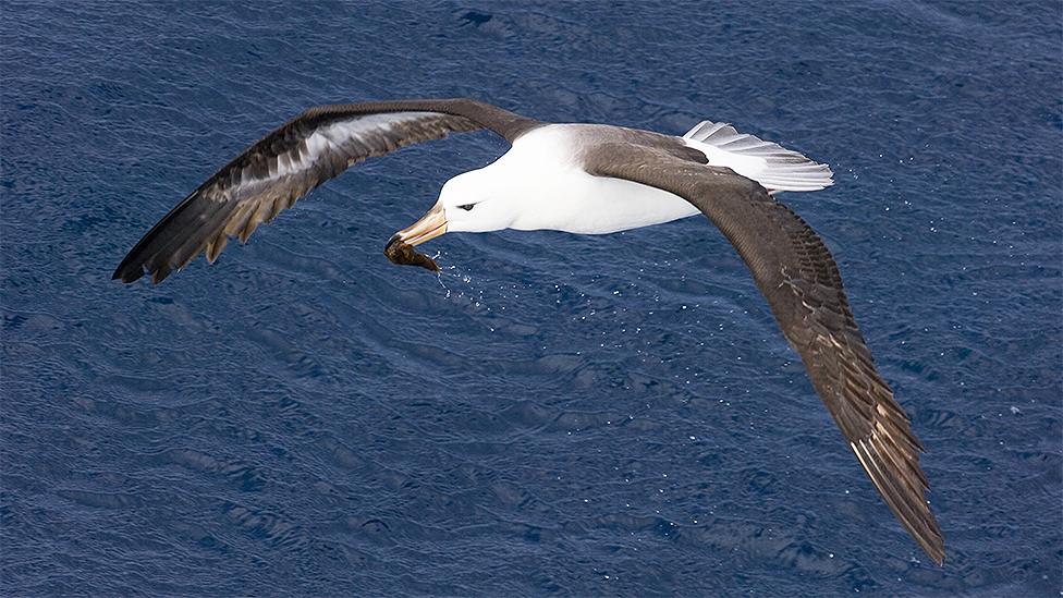 Albatross flying