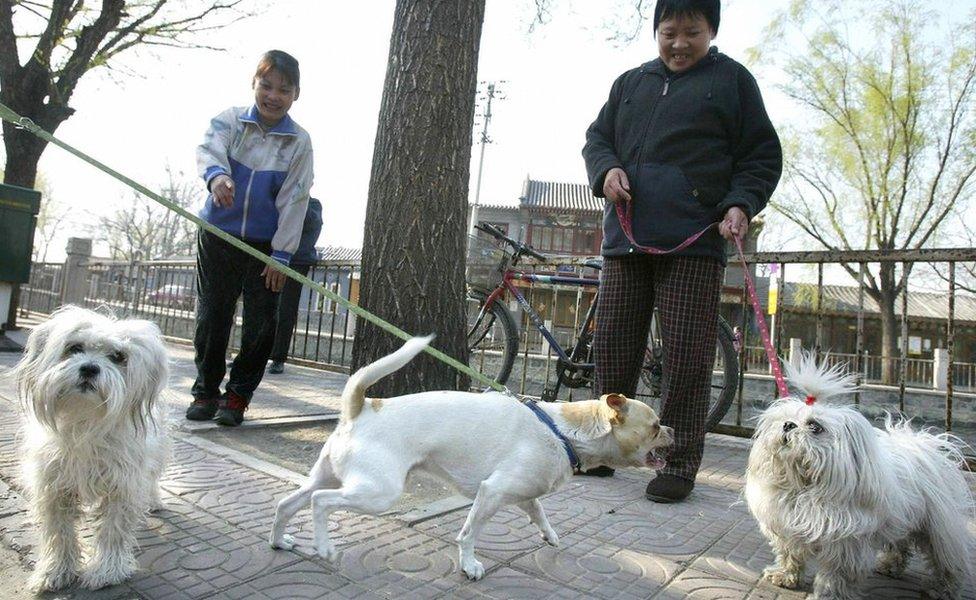 People walking their dogs in China