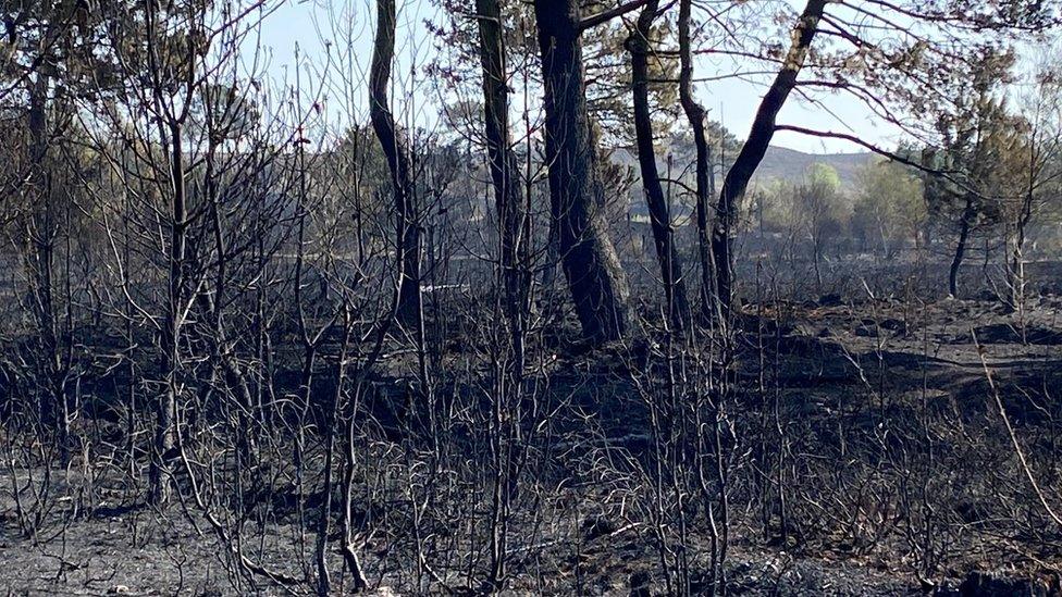 Canford heath blaze aftermath