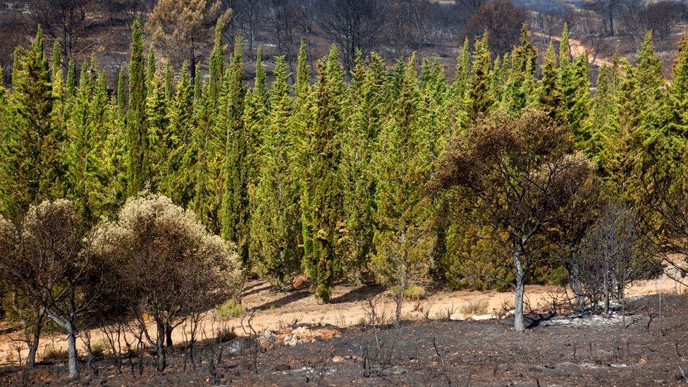 Cypress trees