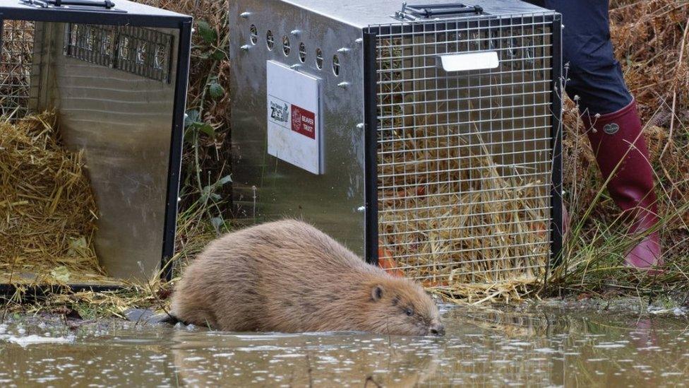 Beaver released