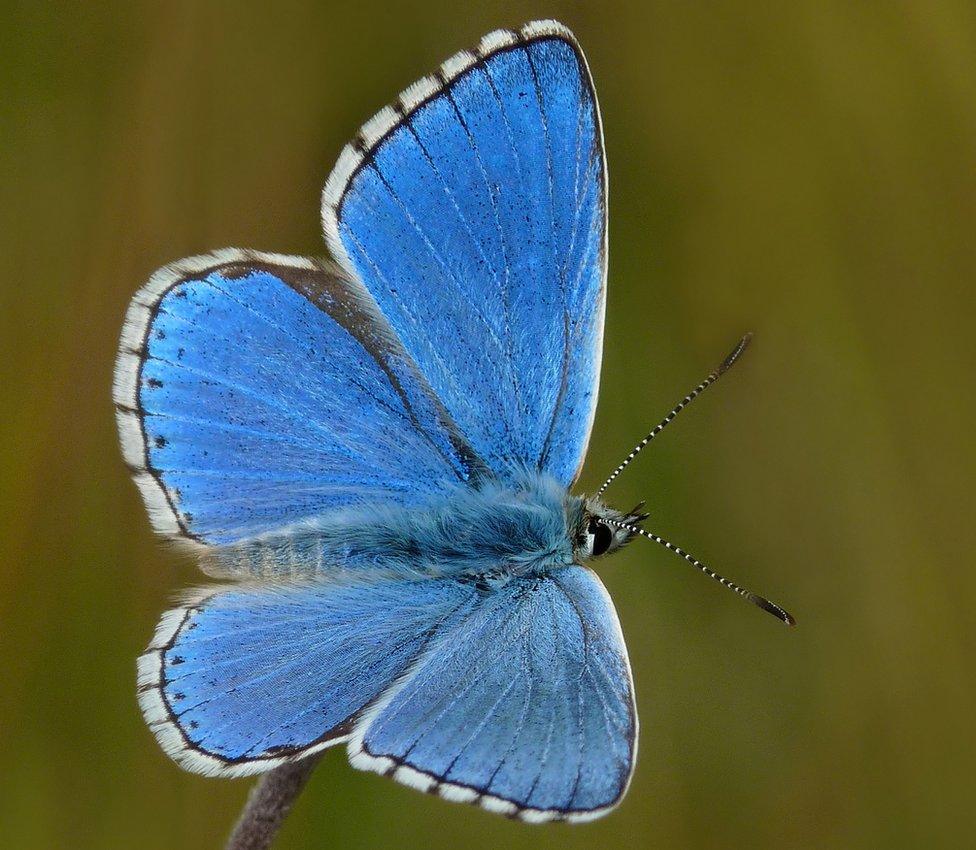 Adonis blue butterfly