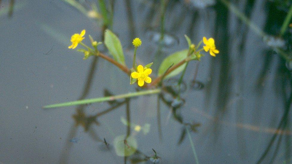 Adder's-tongue spearwort at Inglestone Common in South Gloucestershire