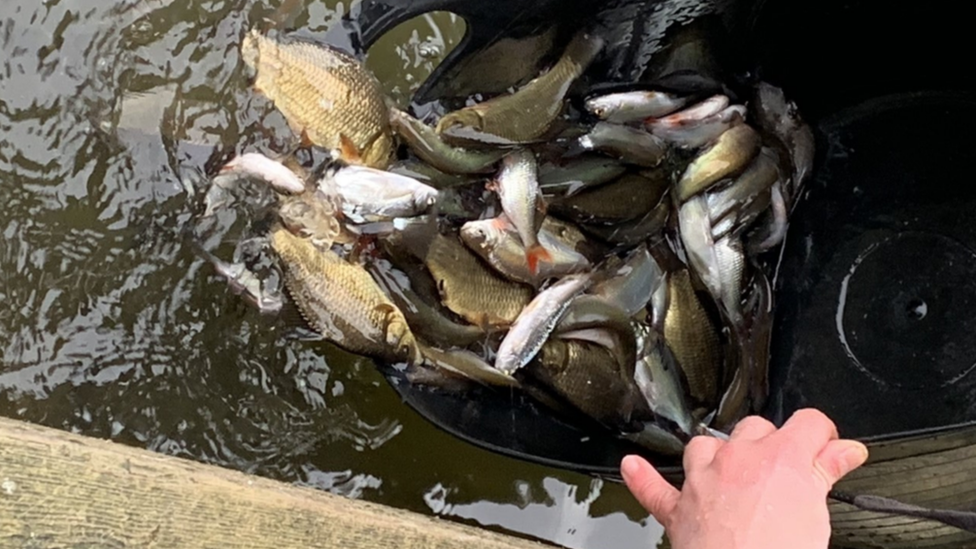 Fish being released from a large bucket