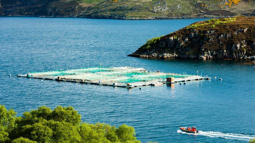 salmon farm