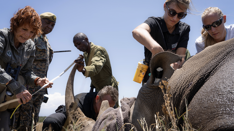 Embryo transfer in southern white rhino