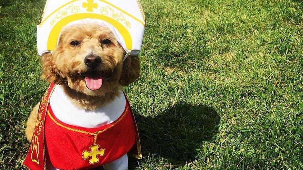 A small dog sitting on the grass in red vestment and white mitre