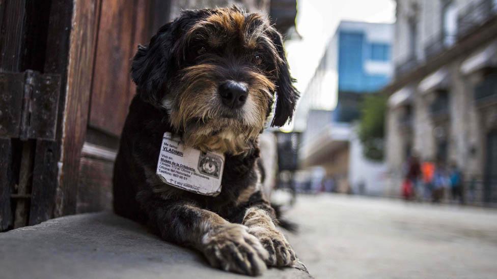 Vladimir, a former street dog, with his ID collar in Havana