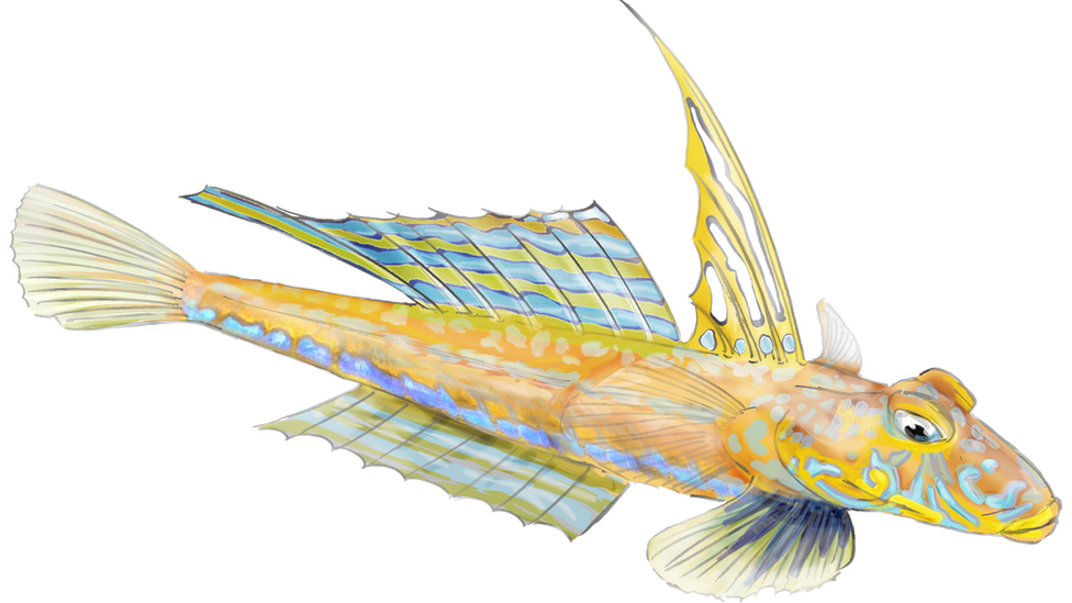 dragonet