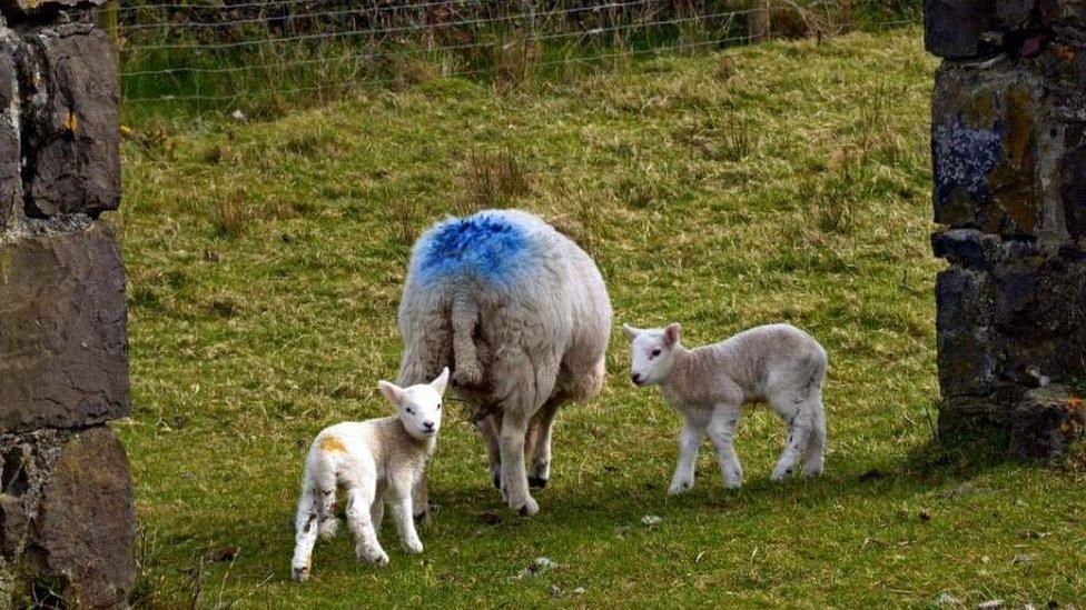 Sheep and lambs