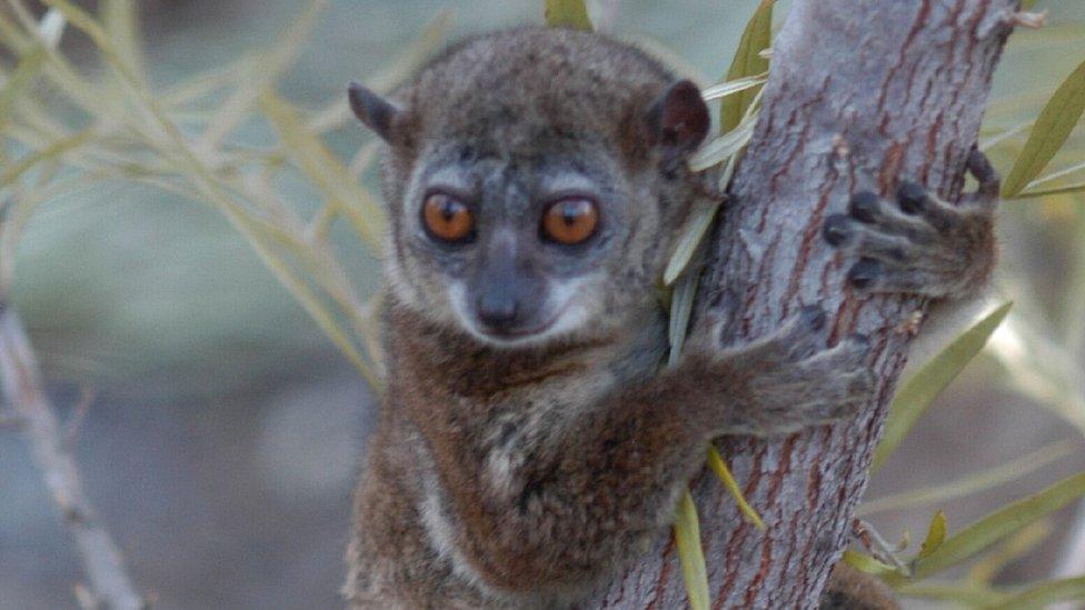 Northern sportive lemur (c) Edward E. Louis