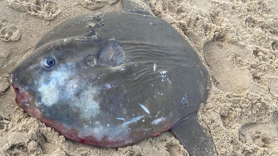 Sunfish on a beach