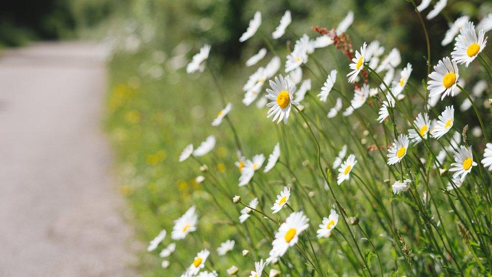 flowers growing in grass verge