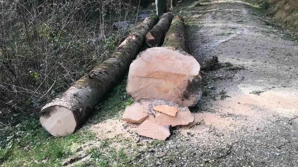 Clearing trees in Cardinham Woods