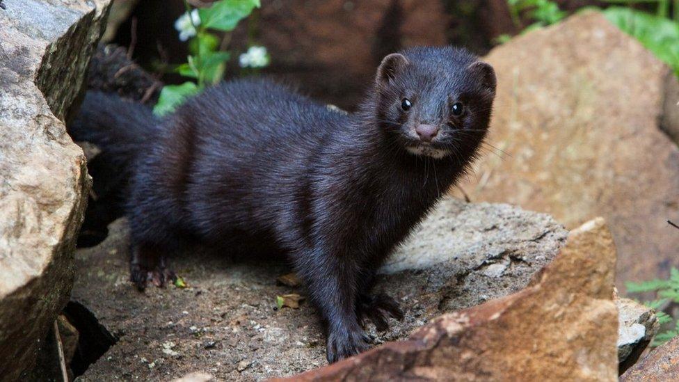 American mink