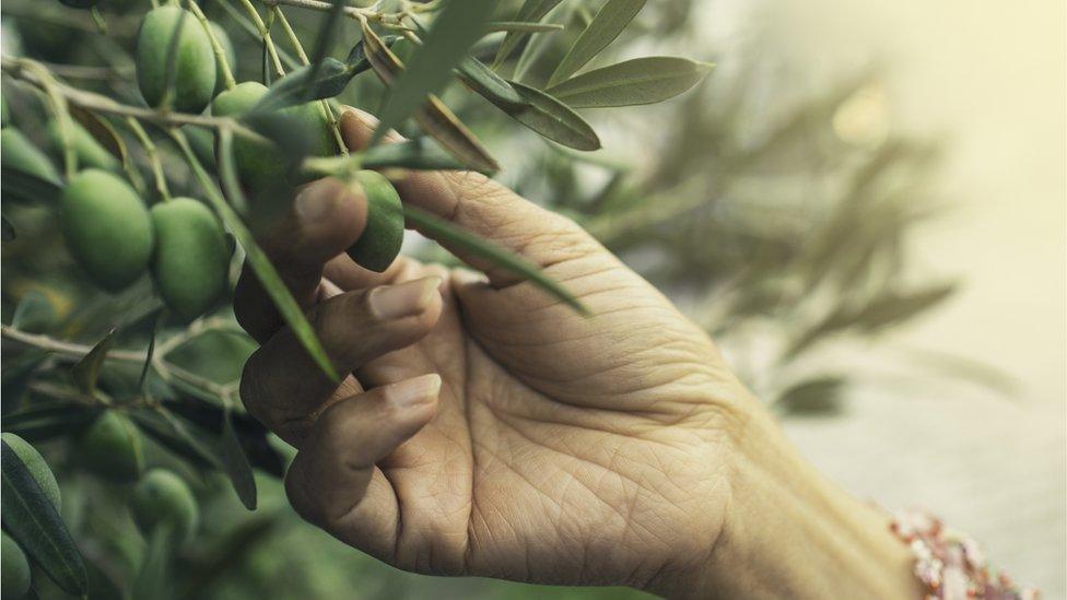 Hand picking green olives from tree