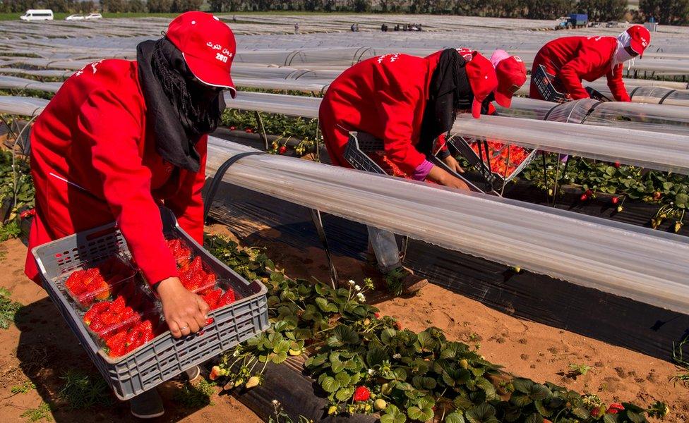 Female farm labourers pick strawberries in the Kenitra province country side of Morocco as the world marks the International Women"s Day on March 8, 2017.