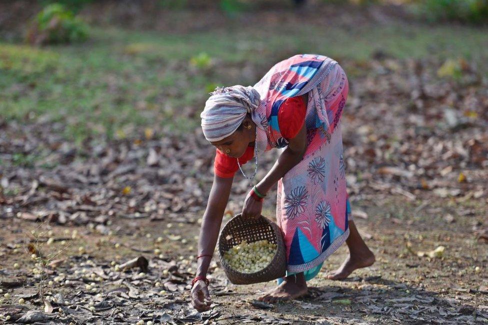 A tribal woman collects Mahua flowers to prepare a fruit wine called Mahuli in Chhattisgarh on April 11, 2018.