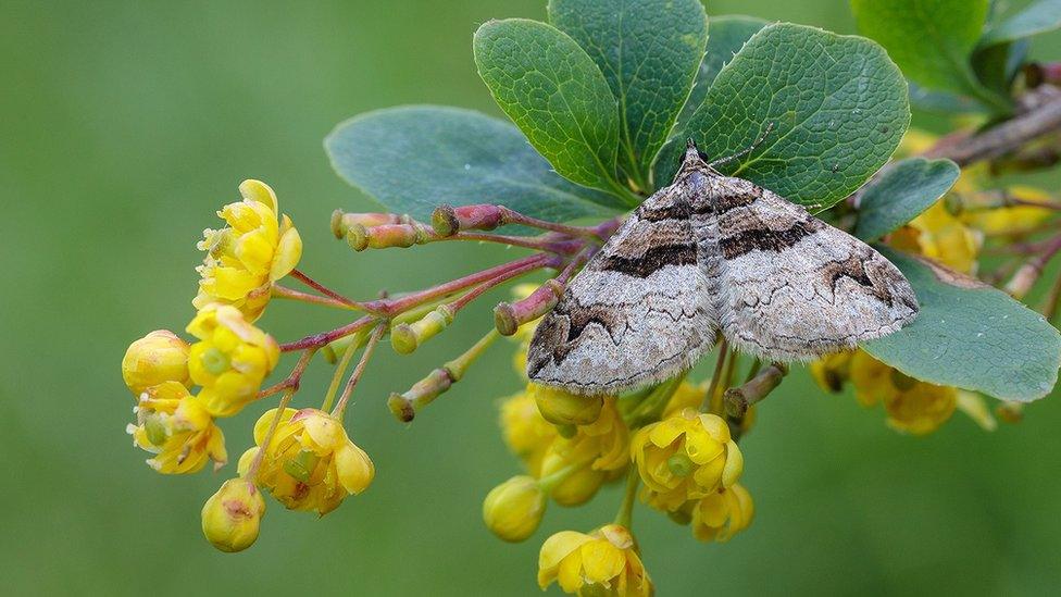 A barberry carpet moth on a Berberis plant