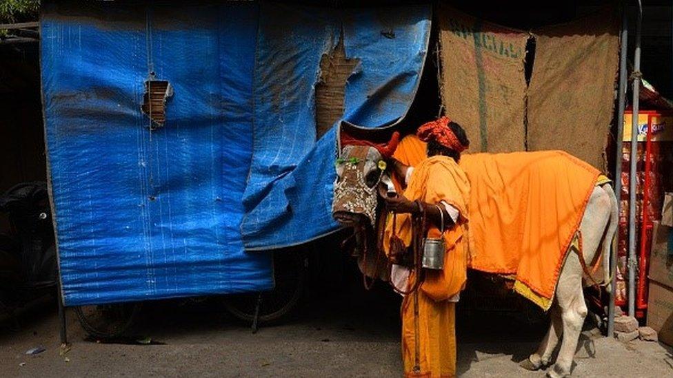 An Indian sadhu (holy man) walks with a holy cow as he ask for alms in New Delhi on May 24, 2015.