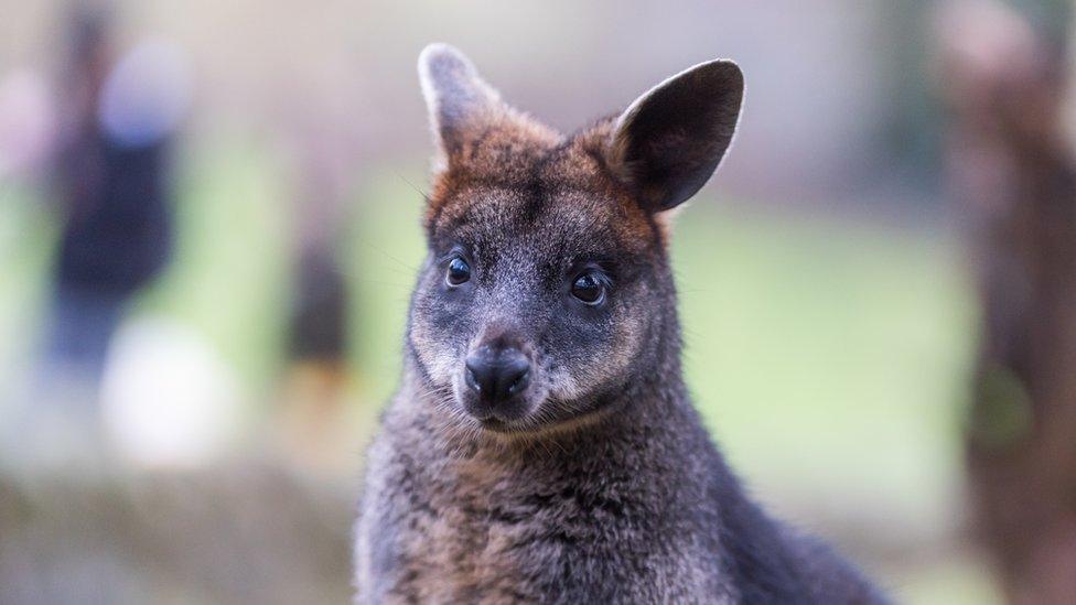 Wallaby